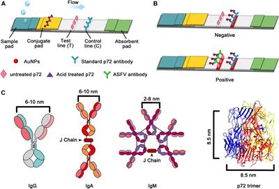 Lateral Flow Assay for the Detection of African Swine Fever Virus Antibodies Using Gold Nanoparticle-Labeled Acid-Treated p72